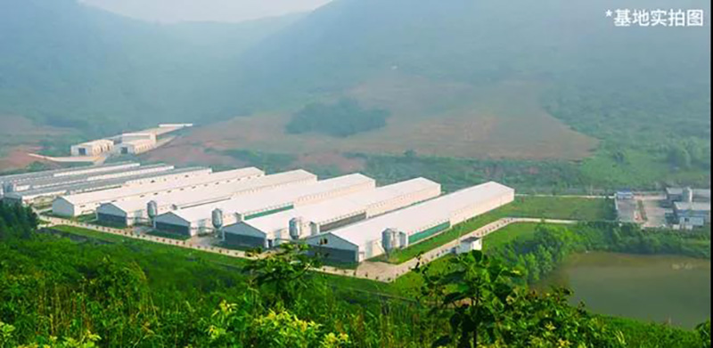 圣迪乐村蛋鸡养殖场 圣迪乐村蛋鸡养殖场